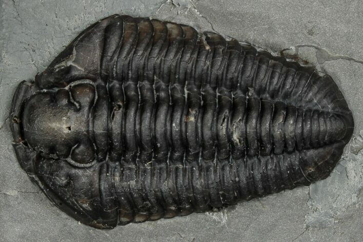 Calymene Niagarensis Trilobite Fossil - New York #357066